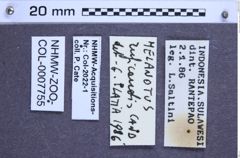 Melanotus ruficaudis (Candèze, 1878)